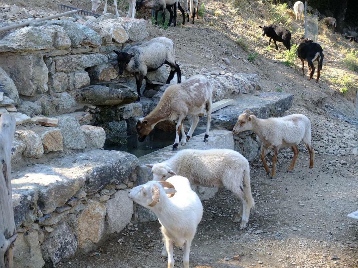 Les Bergeries "Le Figuier" Otel Omessa Dış mekan fotoğraf